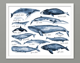 Whale Size Comparison Chart