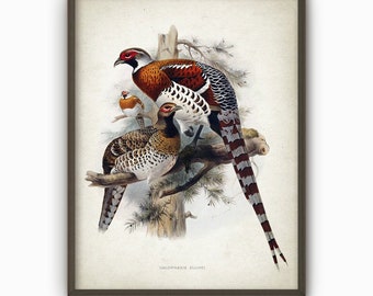 Pheasant Art Print, Vintage Game Bird Illustration Art Poster, Pheasants Wall Art