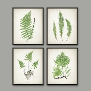 Antique Fern Botanical Art Print Set of 4 - Vintage Fern Botanical Home Decor - Antique Book Plate Illustration - Plant Biology Art