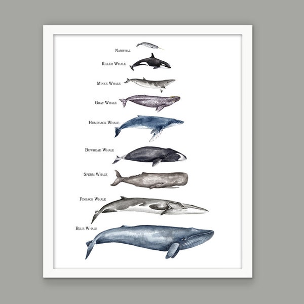 Whale Size Comparison Poster, Whales Of The World, Watercolor Whales Painting, Educational Whale Print, Bathroom Decor, Bathroom Whales #900