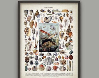 Molluscs Art Print, Vintage Larousse Mollusc Book Plate Print, Seashell Illustration, Mollusca Biology Science