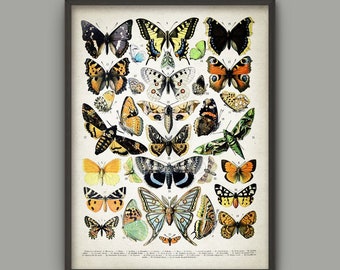 Butterflies And Moths Art Print - Lepidopterist Butterfly Book Plate Print - Entomology Illustration - Insect - Biology - Science AB479