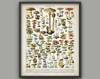 Mushroom Print #1, Vintage Larousse Book Plate Illustration, Fungi Wall Art, Fungus Botanical Science