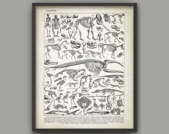 Vertebrate Paleontology Art Print, Study Of Anatomy Poster, Biology Student Chart, Antique French Book Plate Illustration