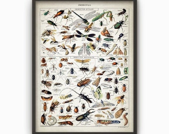 Insect Art Print, Vintage Larousse Book Plate, Entomology Illustration, Insect Beetle Dragonfly Biology Science