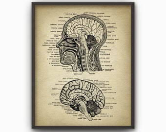 Head and Brain Antique Anatomy Wall Art Poster #2 - Neuroscience - Neuroanatomy - Physiology - Medical Student Gift - Brain Anatomy Print #2