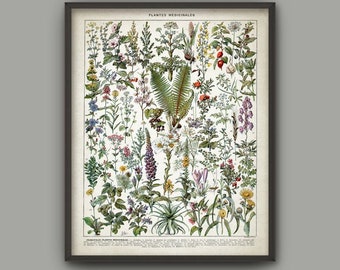Medicinal Plants Print, Herbalism Plant Decor, Ethnobotany Healthcare Herb Remedies Poster, French Book Plate