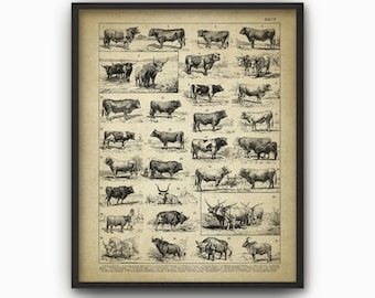 Antique Bulls Illustration Print, Beef Cattle Ranch Art Decor, Cow Breeds Poster, French Book Plate Farm Illustrations, Farming Poster