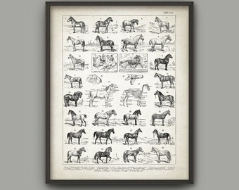Horse Breeds Wall Art Print, Vintage Equestrian Anatomy Poster, Horse Riding Decor #3