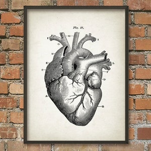 Heart Anatomy Wall Art Poster - Vintage Heart Book Plate Illustration Print - Antique Heart Diagram - Human Biology Student Gift Idea