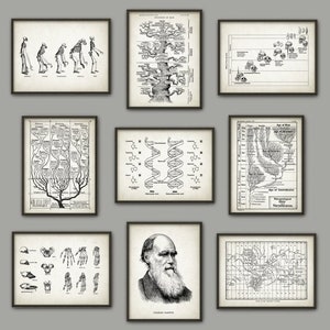 Evolution Wall Art Print Set of 9 - Biology Wall Art - Charles Darwin DNA Tree of Life Apes Skeletons Poster Set - Biology Student Gift Idea