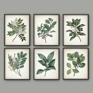 Green Leaves Art Print Set of 6, Botanical Print, Vintage Wall Art, Green Leaf, Woodland Plant, Botanical Home Decor, Tree Branch Set