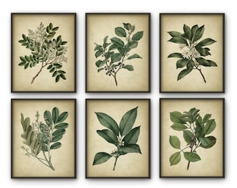 May include: Set of six botanical prints featuring illustrations of green leaves and branches with white flowers and black berries. The prints are framed in brown frames and have a vintage aesthetic.