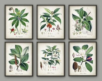 May include: Set of six botanical prints featuring detailed illustrations of various plants with green leaves and colorful flowers. The prints are framed in brown wood frames and have a vintage aesthetic.