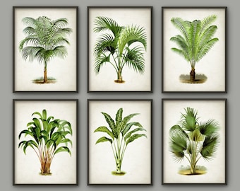 Palm Tree Botanical Wall Art Print Set of 6 - Modern Home Decor - Palm Tree Book Illustration Prints - Palm Tree Botanical Prints