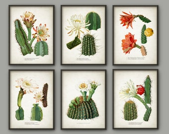 Cactus Print Set Of 6 - Vintage Cactus Illustration - Cacti Wall Art - Botanical Home Decor - Antique Cactus Book Plate Illustration - AB549