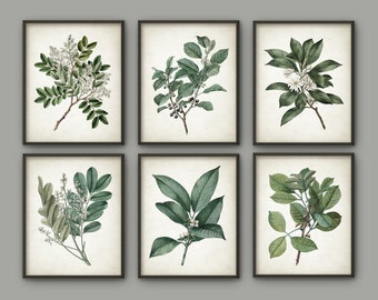 May include: Six framed botanical prints featuring detailed illustrations of various plant branches with leaves and flowers. The prints showcase a vintage aesthetic with a neutral background and dark brown frames, perfect for home decor.