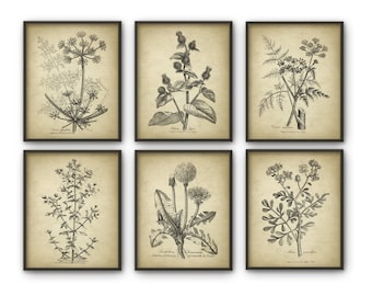 Antique Botanical Print Set of 6, Vintage Botanical Home Decor, Plant Book Plate Illustration, Garden Flowers and Herbs Set of 6