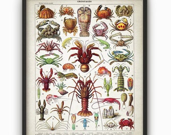 AFDRUKBARE schaaldieren Print, Badkamer Poster, Vintage Larousse Boek Plaat, Oceaan Illustratie Kreeft Garnalen Mariene Biologie INSTANT DOWNLOAD