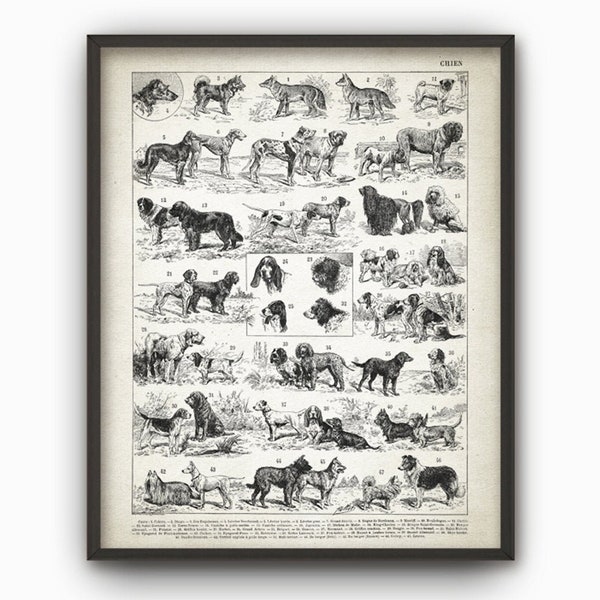 PRINTABLE Antique Dog Breeds Illustration Print, Dog Types Wall Art, Vintage Dog Poster French Book Plate, Rustic Decor Instant Download