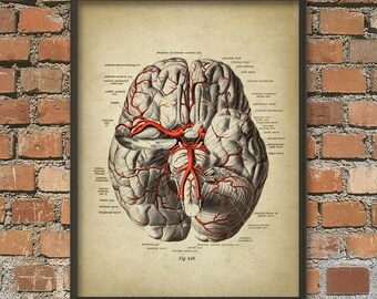 Human Brain Anatomy Print Set of 4 Brain Dissection | Etsy
