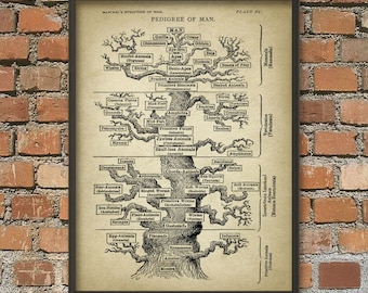 Tree of Life Print - Tree Of Life Wall Art Poster - Pedigree Of Man - Science Poster - Evolution Print