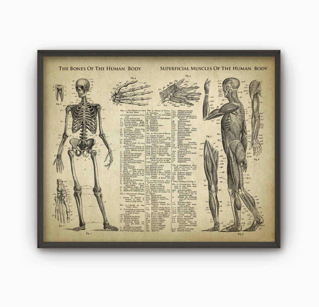 Bones and Muscles of the Human Body Antique Anatomy Wall Art Poster ...