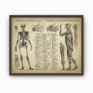 Bones And Muscles Of The Human Body Antique Anatomy Wall Art Poster, Human Skeleton Biology Student Gift Idea, Antique Anatomy Home Decor