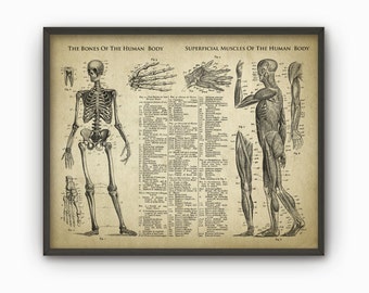Bones And Muscles Of The Human Body Antique Anatomy Wall Art Poster - Human Skeleton - Biology Student Gift Idea -Antique Anatomy Home Decor