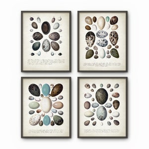 May include: Set of four vintage botanical prints featuring illustrations of various bird eggs. Each print showcases a different arrangement of eggs in shades of brown, blue, and white, with intricate details and scientific labels.