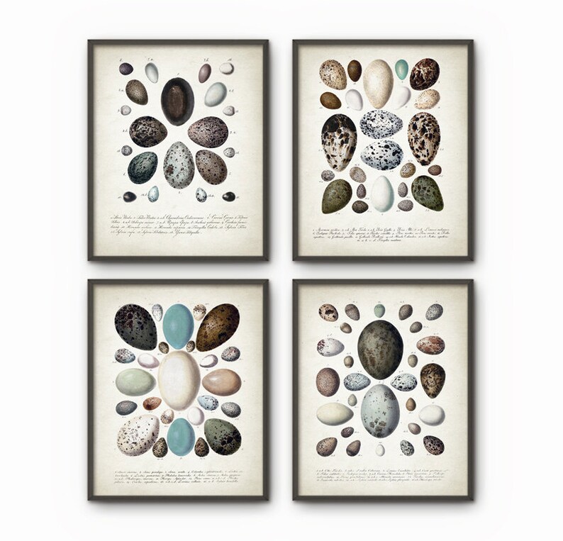 May include: Set of four vintage botanical prints featuring illustrations of various bird eggs. Each print showcases a different arrangement of eggs in shades of brown, blue, and white, with intricate details and scientific labels.