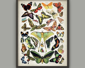 Antique Butterfly Illustration Wall Art Poster - Antique French Butterfly Book Plate Wall Art - Butterfly Picture Home Decor (AB376)