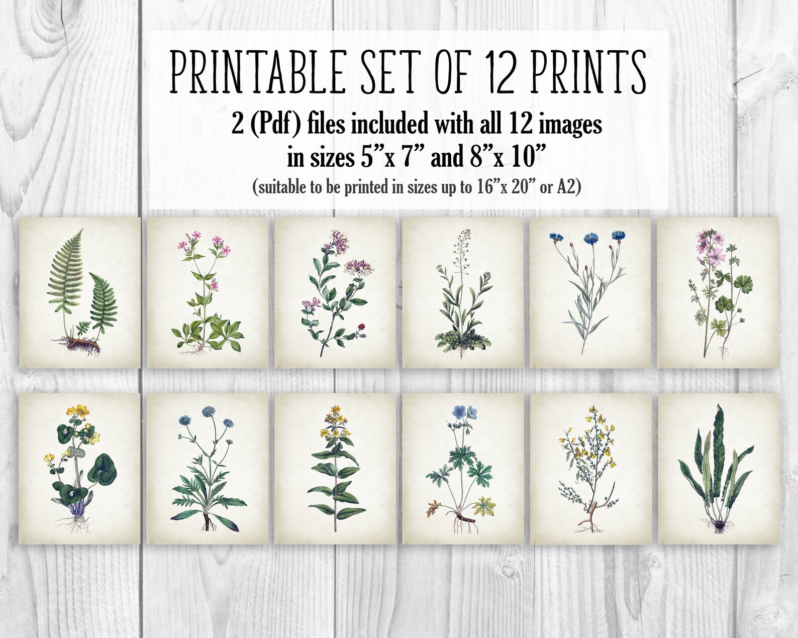 PRINTABLE Set of 12 Wild Flowers Images, Antique Wall Art Set Rustic ...