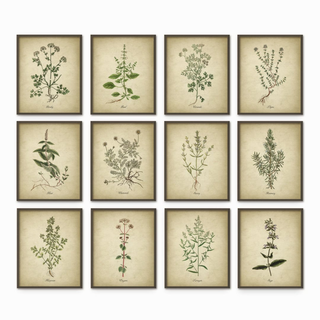 Kitchen Herbs Wall Art Print Set of 12 - Vintage Botanical Herb Prints ...