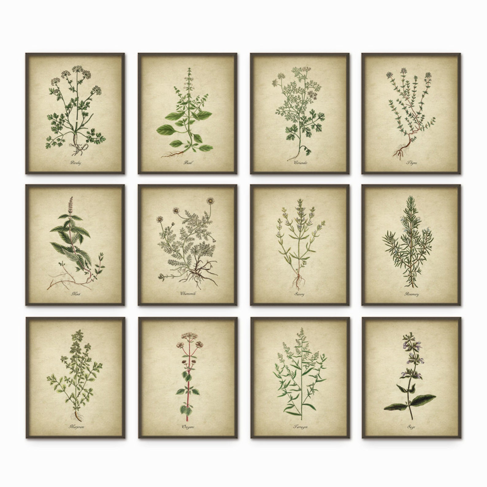 Kitchen Herbs Wall Art Print Set of 12, Vintage Botanical Herb Prints ...