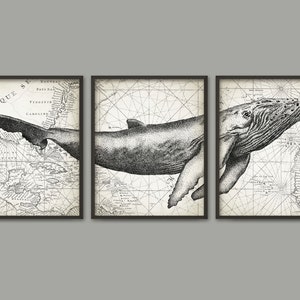 May include: A set of three black and white prints featuring a whale on an antique map background. The whale is depicted in a detailed, stippled style. The maps are labeled with text in French and English.