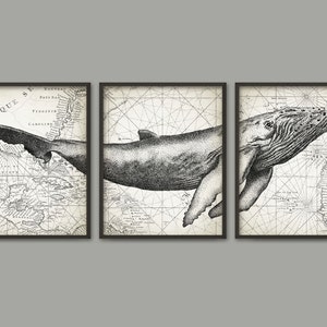 Humpback Whale Wall Art Poster Set Of 3 - Whale Art Print - Humpback Whale Poster - Humpback Whale Wall Art - Marine Biology (AB393)