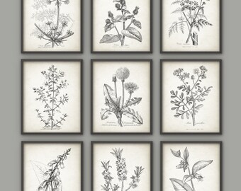 Antique Botanical Print Set of 9, Vintage Botanical Home Decor, Plant Book Plate Illustration, Garden Flowers and Herbs Set of 9