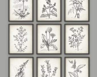 Antique Botanical Print Set of 9, Vintage Botanical Home Decor, Plant Book Plate Illustration, Garden Flowers and Herbs Set of 9 B491