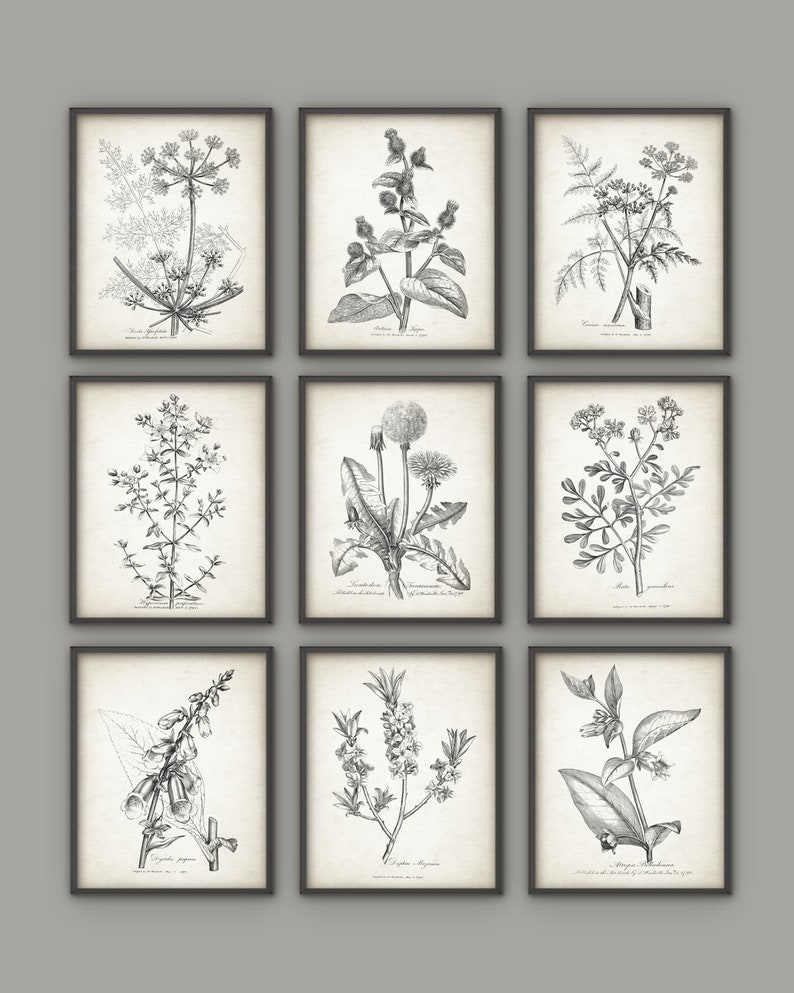 Antique Botanical Print Set of 9, Vintage Botanical Home Decor, Plant Book Plate Illustration, Garden Flowers and Herbs Set of 9 B491 image 1