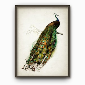 Peacock Vintage Bird Illustration Wall Art Poster