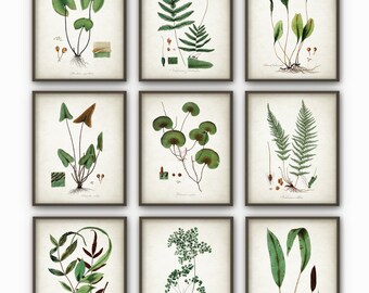 May include: Set of nine botanical prints featuring various ferns and other plants. Each print is framed in a brown wood frame and features a vintage style illustration with detailed drawings of the plants.