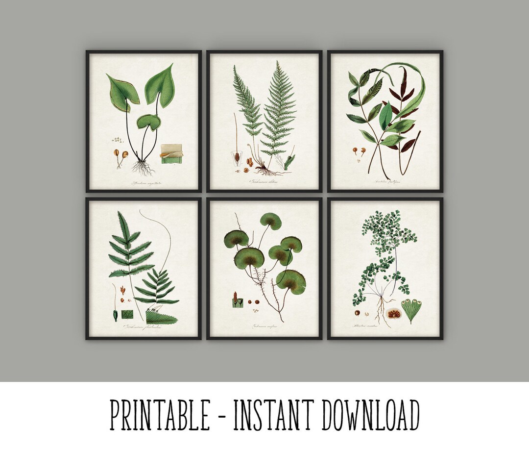 PRINTABLE Set of 6 Botanical Prints Antique Botanical Wall - Etsy UK