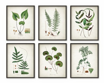 May include: Set of six botanical prints featuring different types of ferns. Each print is framed in a black frame and features a detailed illustration of a fern with its scientific name.