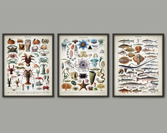 Marine Biology Print Set Of 3 - Bathroom Decor Poster - Oceanography Print - Science Illustration - Jellyfish - Marine Biology