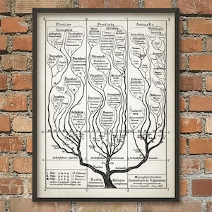 May include: A framed vintage botanical print featuring a detailed black and white illustration of a phylogenetic tree. The print includes scientific classifications and text, with the title "Plantae" at the top. The artwork is displayed against a brick wall.