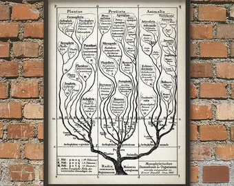 Tree of Life Wall Art Poster 2, Evolution Science Print, Haeckel Biology Tree Of Life Print, Charles Darwin Evolutionary Science Poster