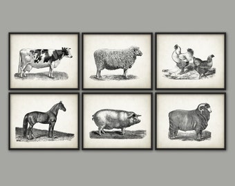 Farm Animals Wall Art Print Set Of 6, Vintage Animal Breeds Book Plate Illustration, Cow, Horse, Sheep, Pig, Chicken, Ranch Livestock