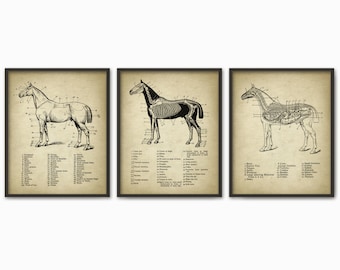 Horse Anatomy Print Set of 3 - Horse Illustration Prints - Veterinary Horse Anatomy Charts - Equine Skeletal Anatomy - Horse Riding Gift