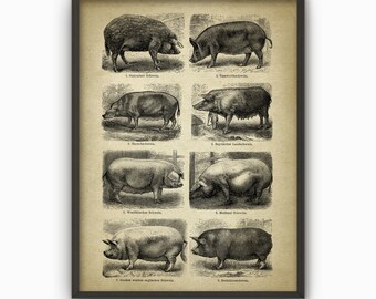 Pig Breeds Wall Art Print - Antique Pig German Book Plate Illustration - Types Of Pig - Pig Farming Gift - Pig Farming Art Print (AB431)